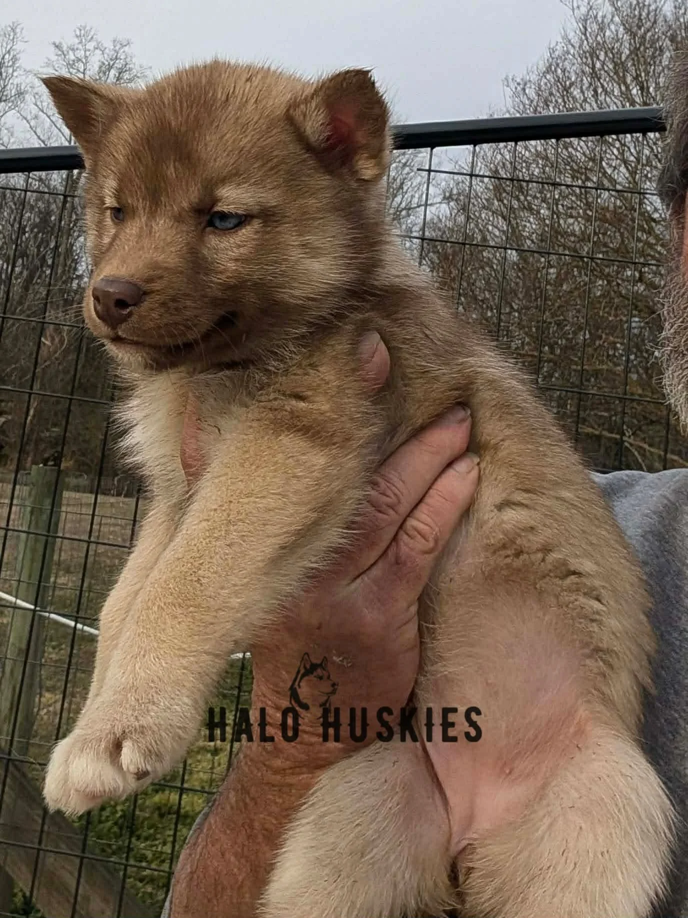 Cersei Chaska F4 2.jpg