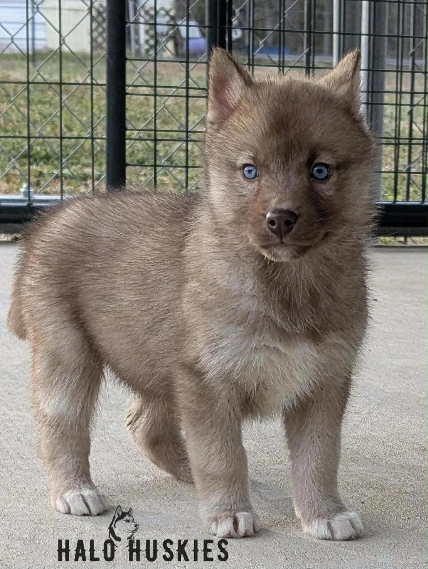 Cersei Chaska F4 1.jpg