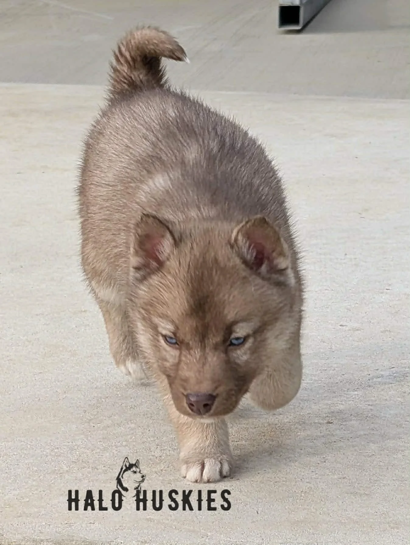 Cersei Chaska F4 3.jpg