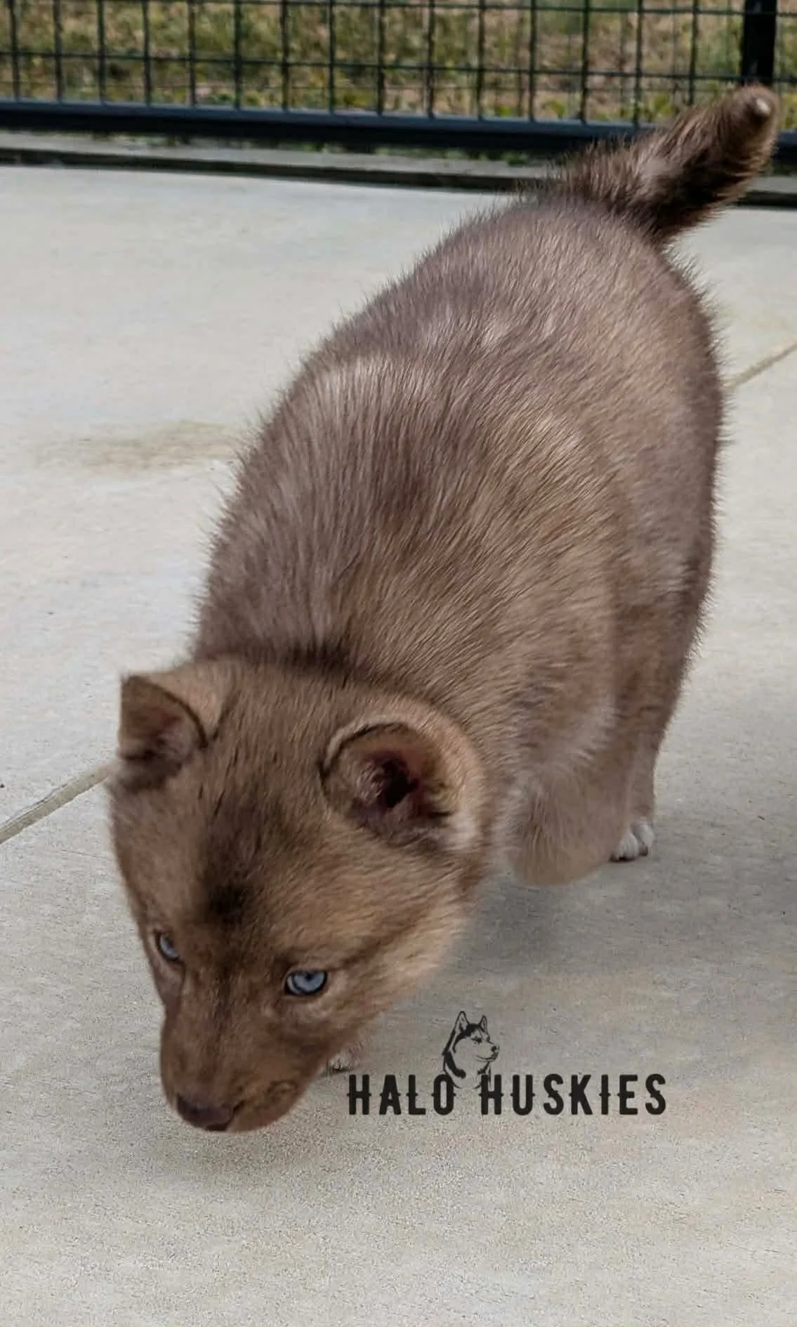 Cersei Chaska F4 4.jpg