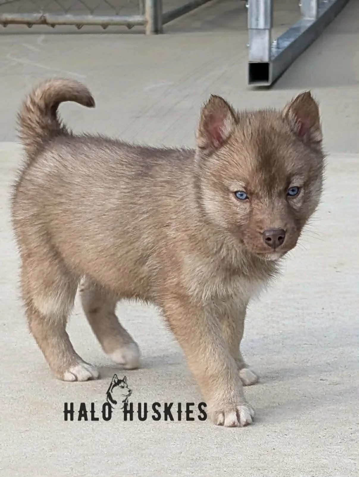 Available Now! Banded Copper Husky Puppy (Cersei’s Female #4)