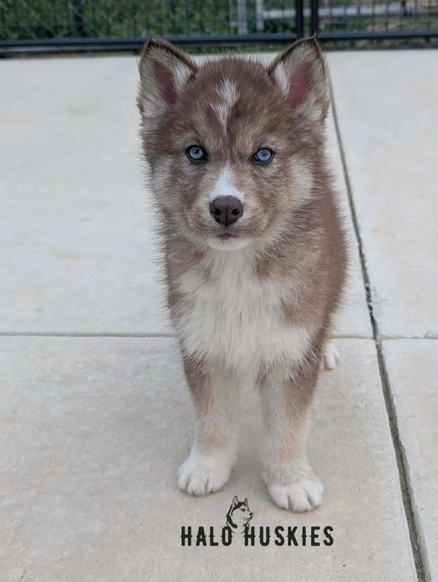 Available Now! Banded Copper Husky Puppy (Anika’s Male #3)