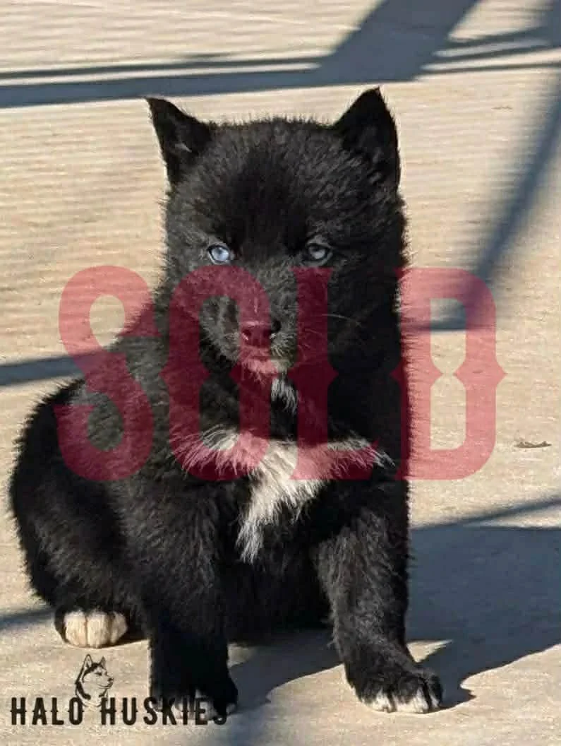 Sold: Black Husky Puppy (Cersei’s Female #8)