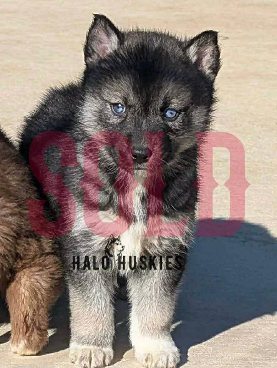 Sold: Agouti Husky Puppy (Cersei’s Female #7)