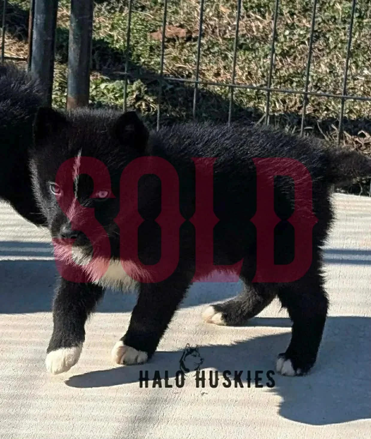 Sold: Dark Agouti Husky Puppy (Cersei’s Male #3)