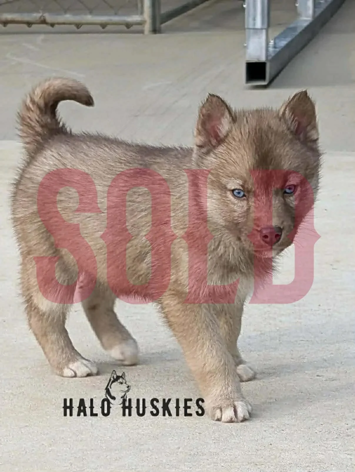 Sold: Banded Copper Husky Puppy (Cersei’s Female #4) 