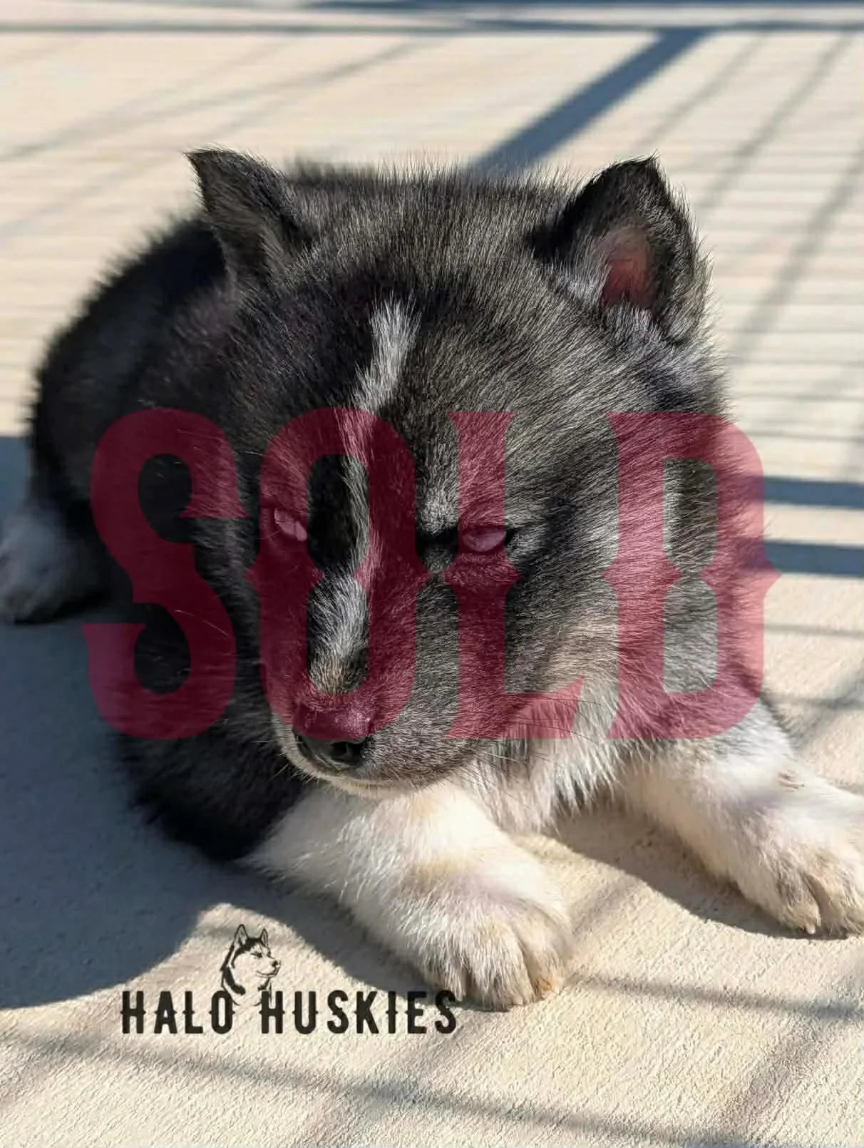 Sold: Agouti/White Husky Puppy (Cersei’s Male #1)