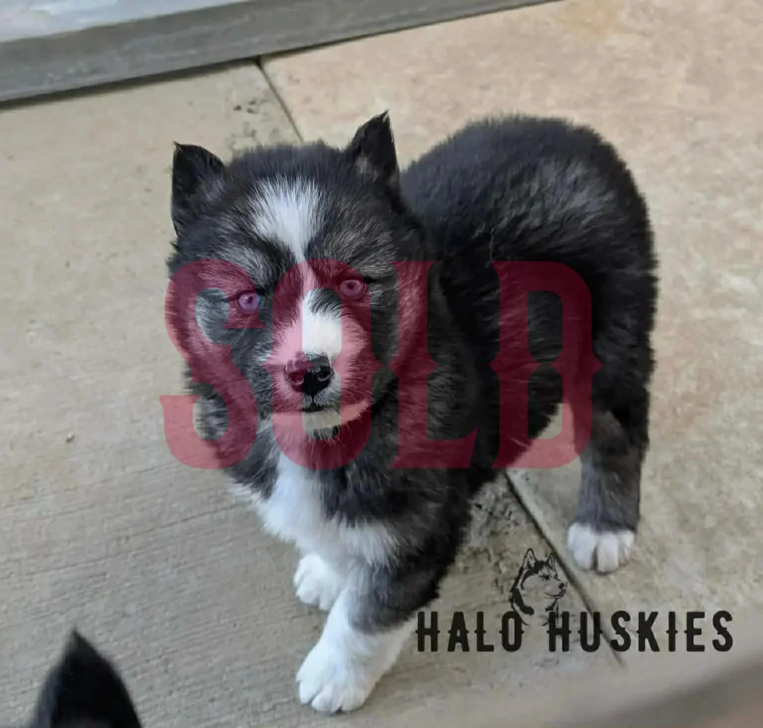 Sold: Agouti/White Husky Puppy (Anika’s Male #6)