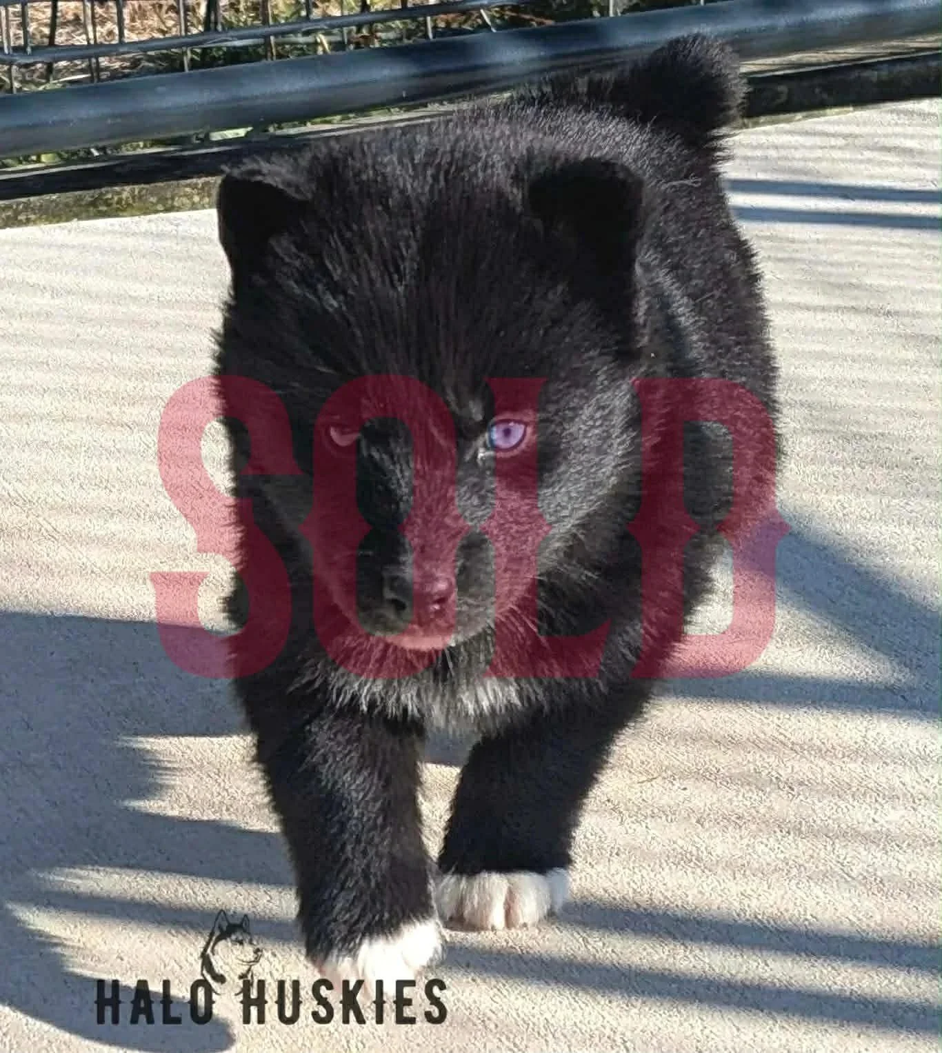 Sold: Black Husky Puppy (Anika’s Male #5)