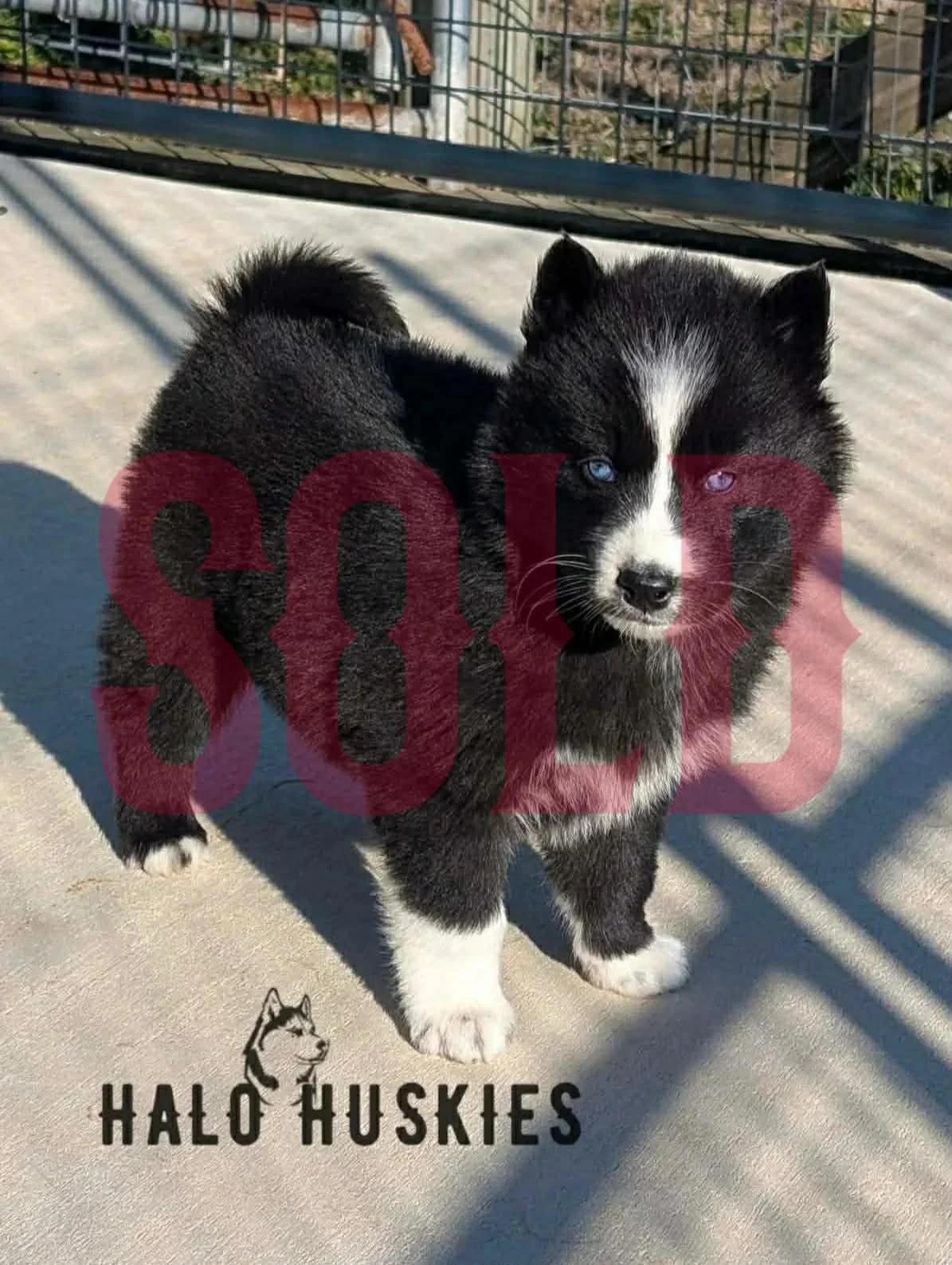 Sold: Black/White Husky Puppy (Anika’s Female #2)