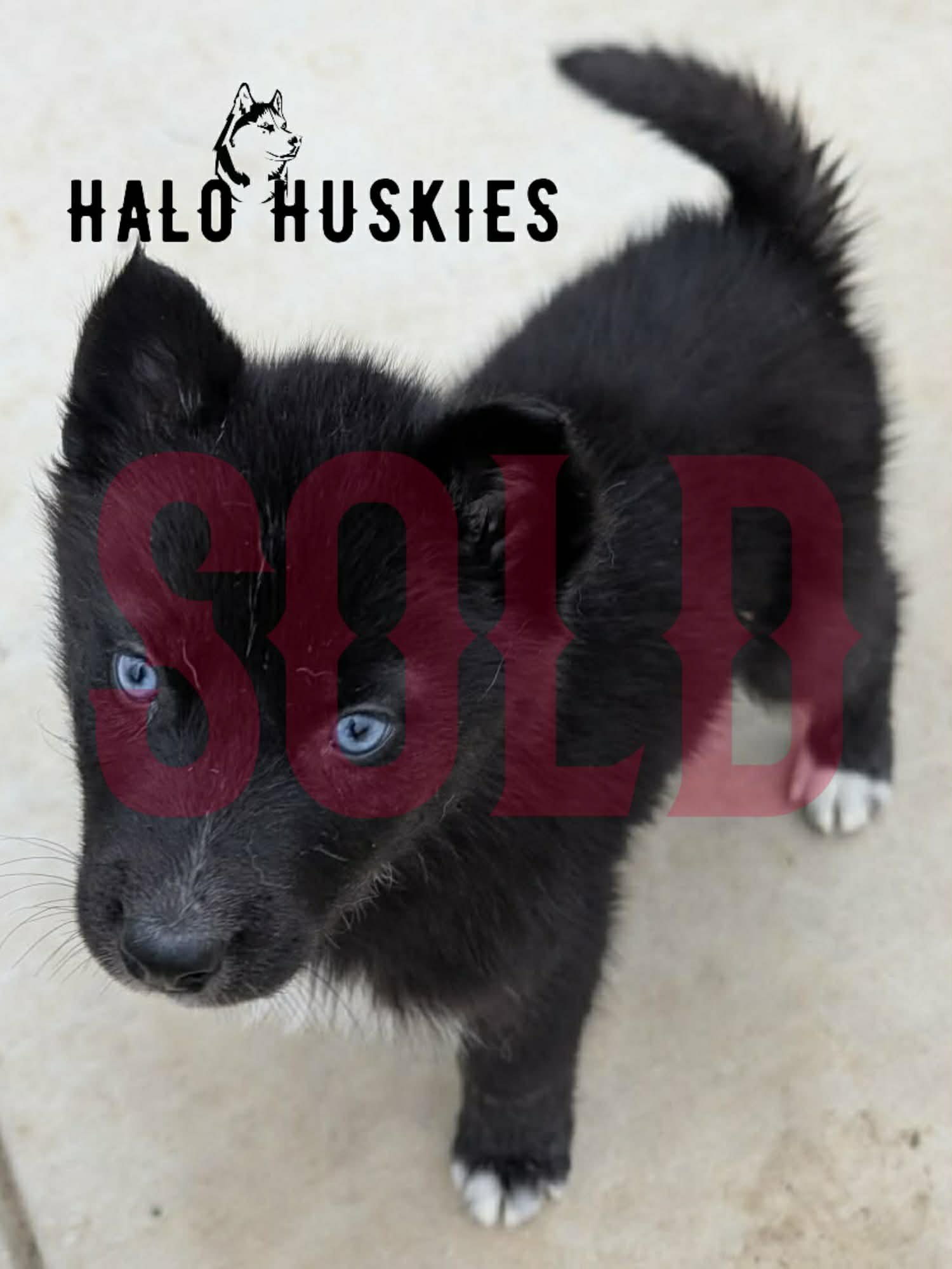 Sold: Dark Agouti Husky Puppy (Nona’s Female #4)