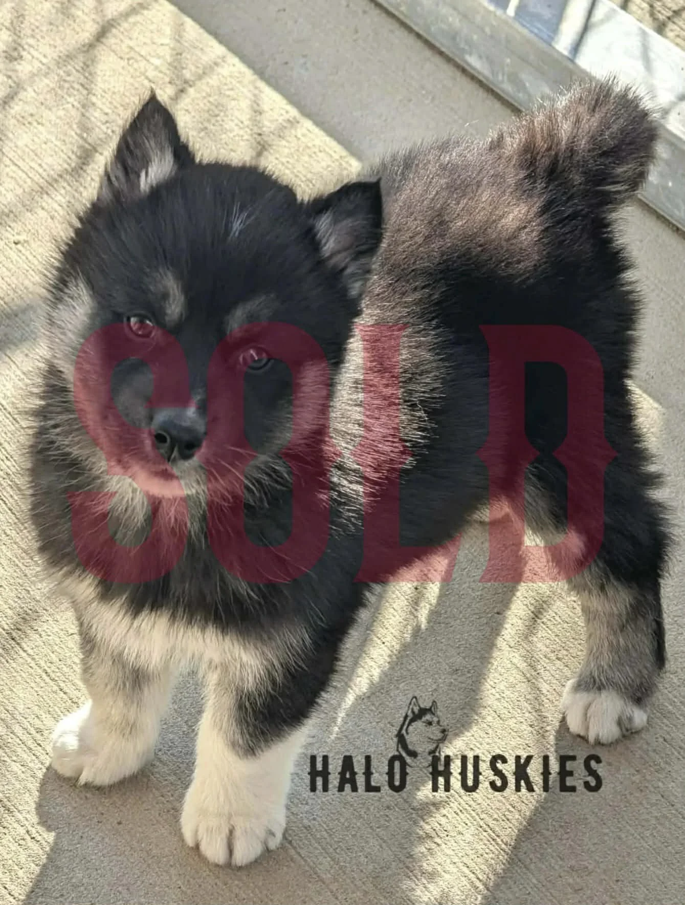 Sold: Black/Tan Husky Puppy (Anika’s Male #4)