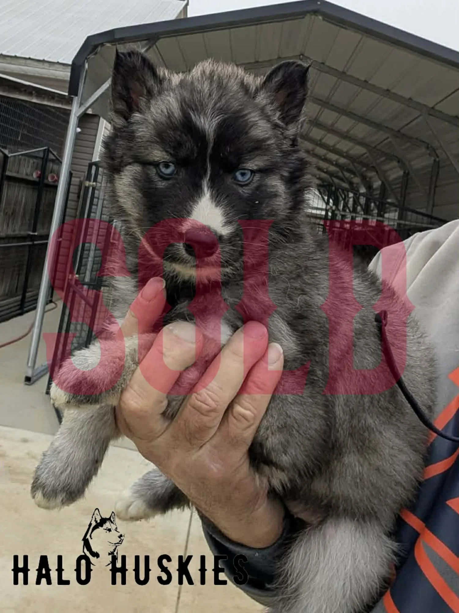 Sold: Agouti/White Husky Puppy (Nona’s Female #3)