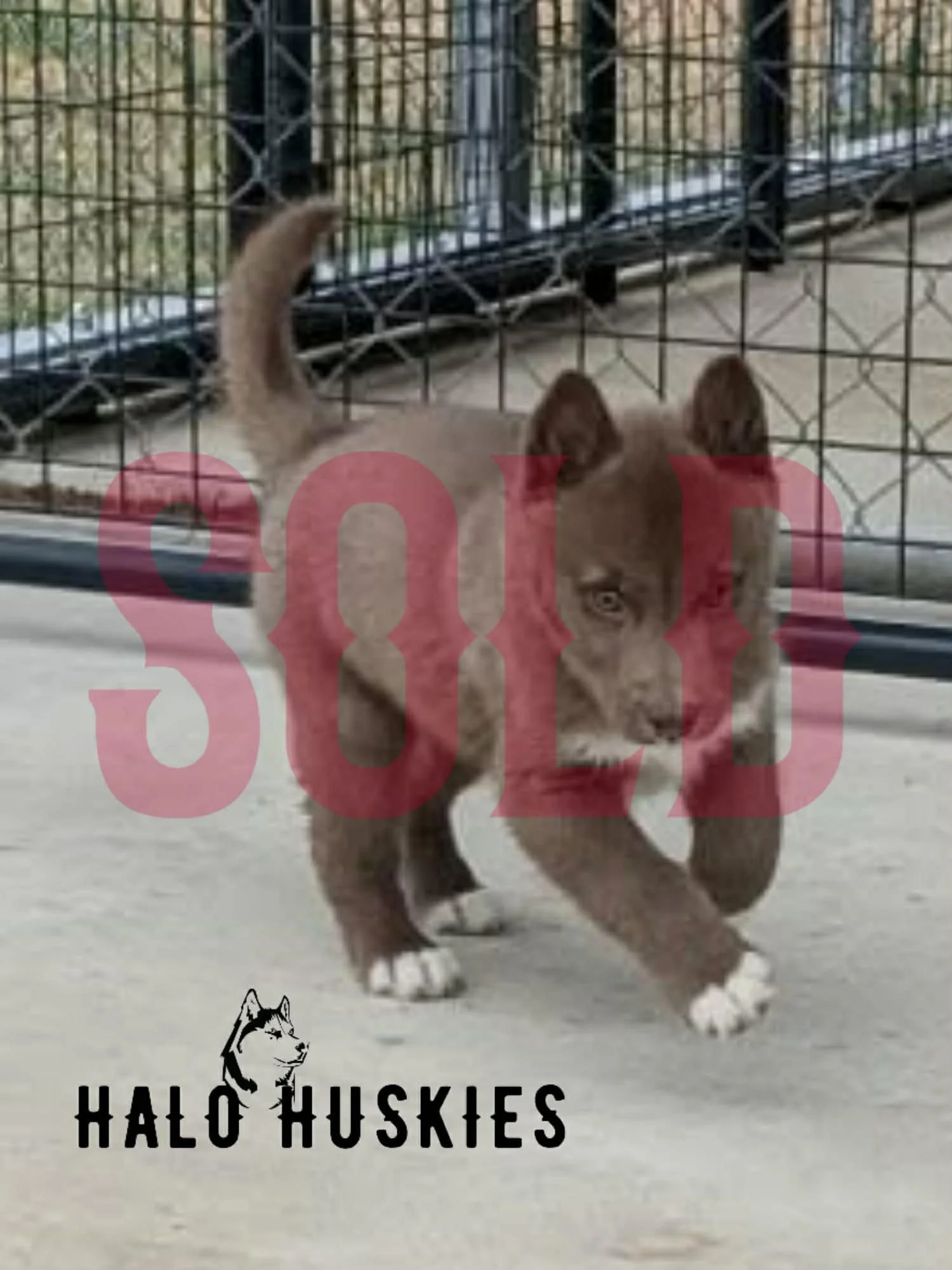 Sold: Copper Husky Puppy (Mystic’s Male #1)