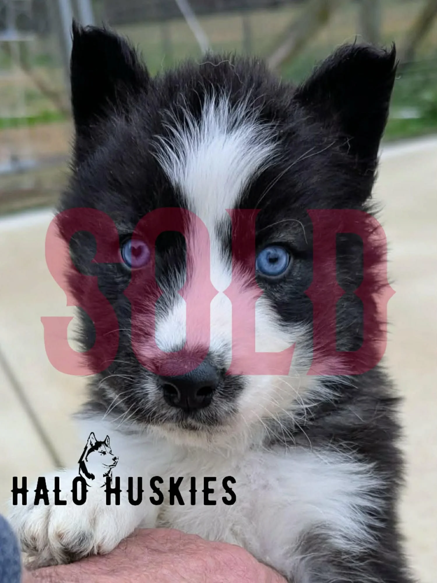 Sold: Agouti/White Husky Puppy (Nona’s Male #1)