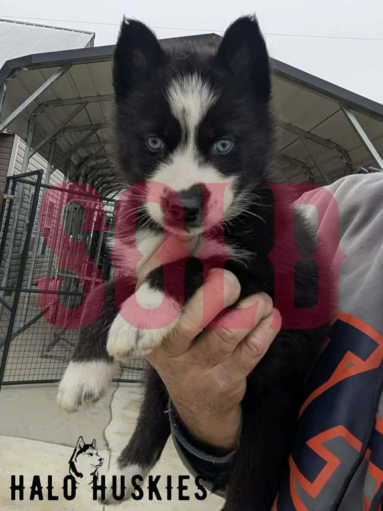 Sold: Agouti/White Husky Puppy (Nona’s Male #2)