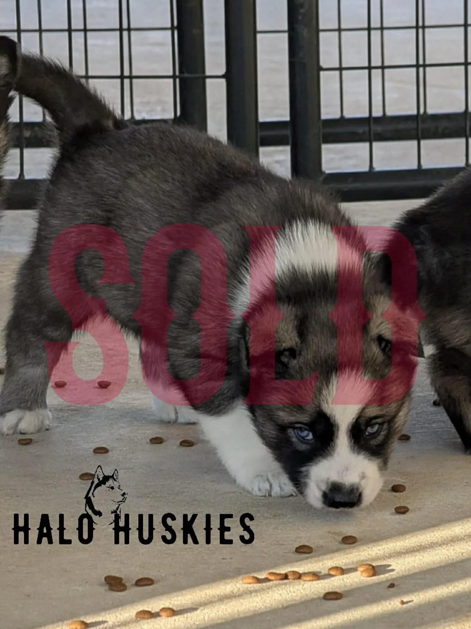 Sold: Agouti/White Husky Puppy (Ruby’s Male #1)