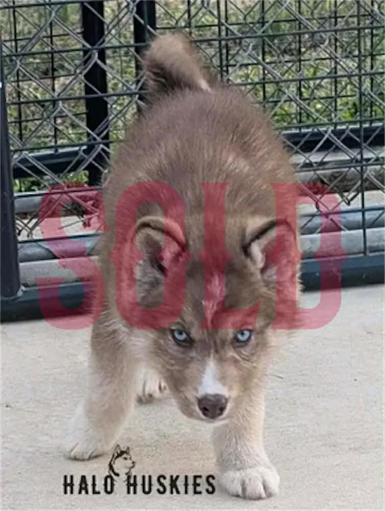 Sold: Banded Copper Husky Puppy (Anika’s Male #3)