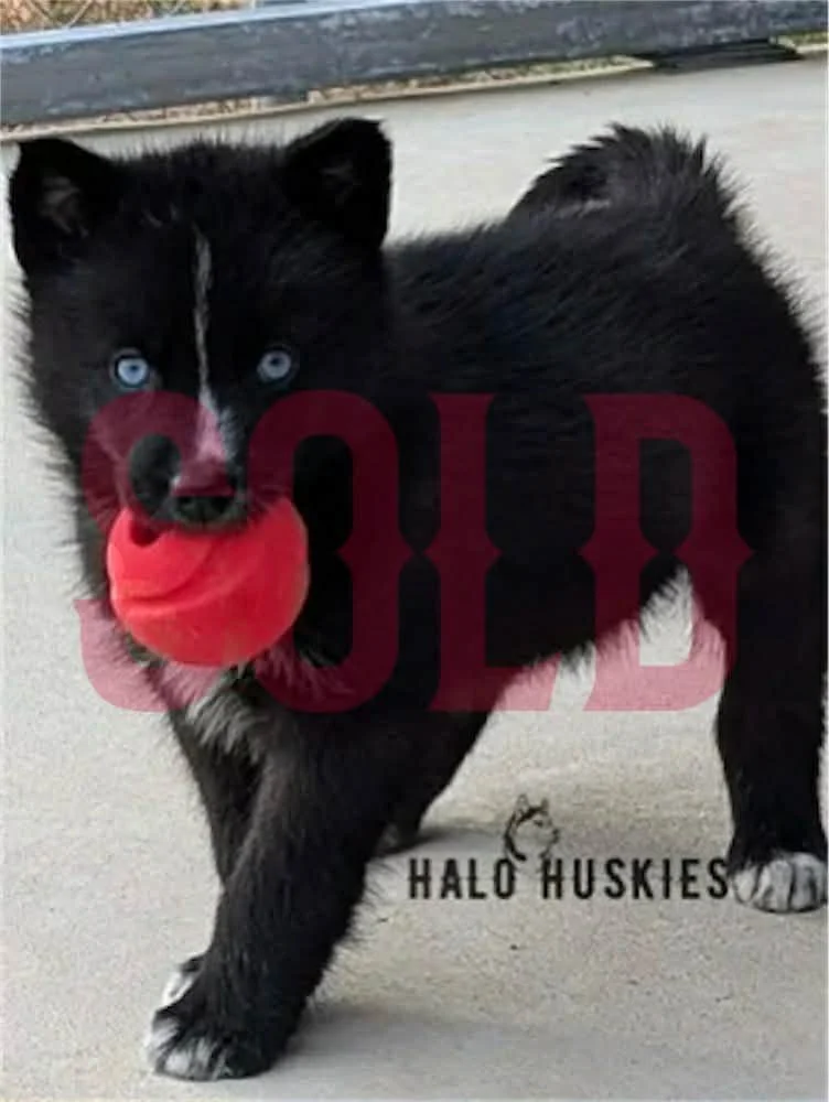 Sold: Mostly Black Husky Puppy (Cersei’s Male #2)