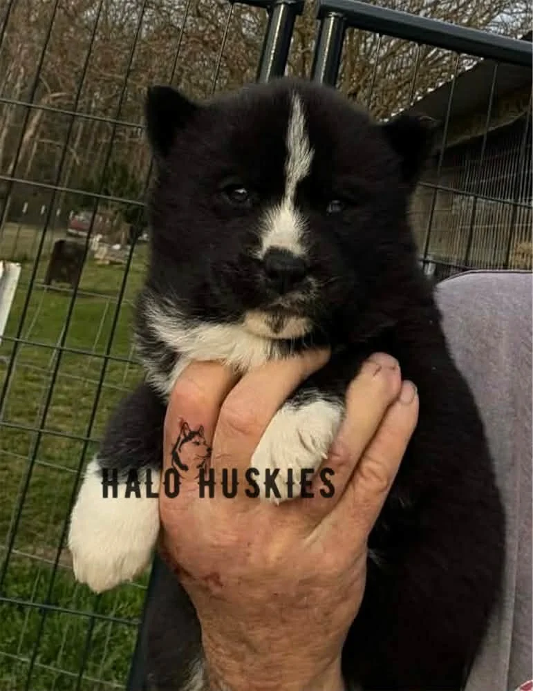 Available Now! Black/White Husky Puppy (Onyx’s Female #1) 