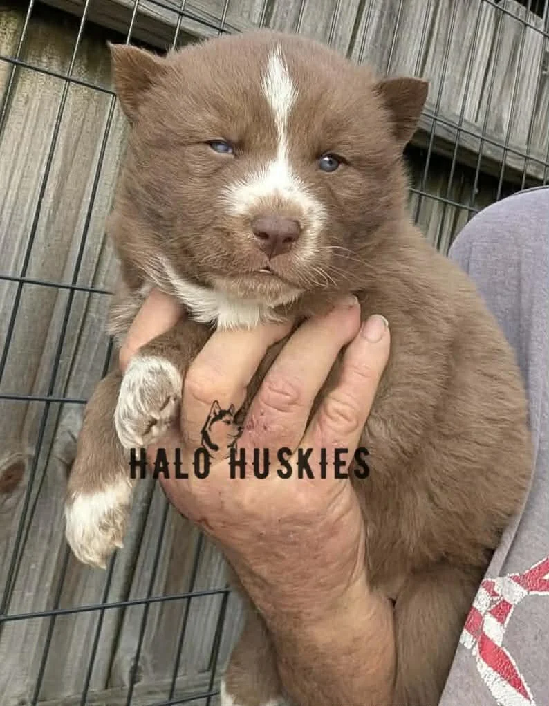 Available Now! Copper/White Husky Puppy (Onyx’s Female #2)