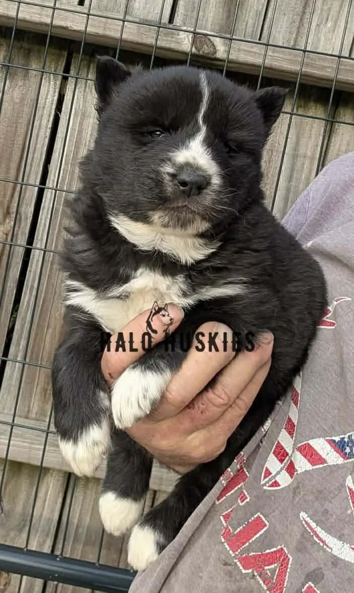 Available Now! Black/White Husky Puppy (Onyx’s Female #3)