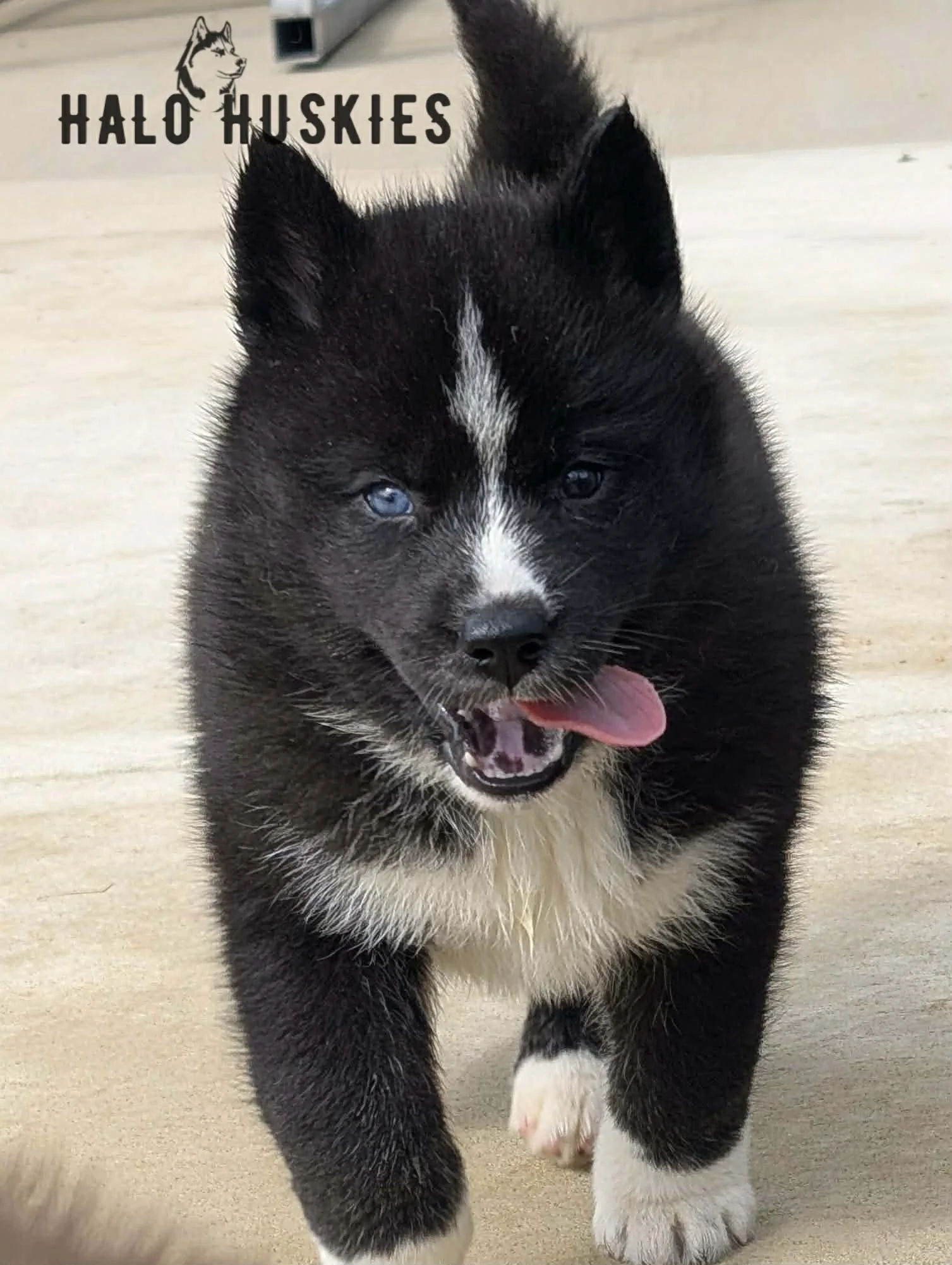 Available Now! Black/White Husky Puppy (Onyx’s Female #1) 