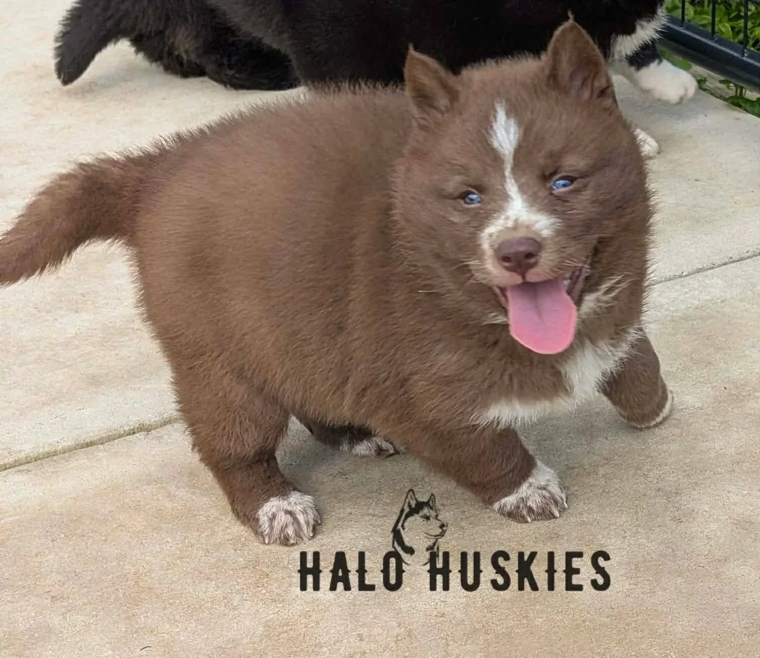 Available Now! Copper/White Husky Puppy (Onyx’s Female #2)