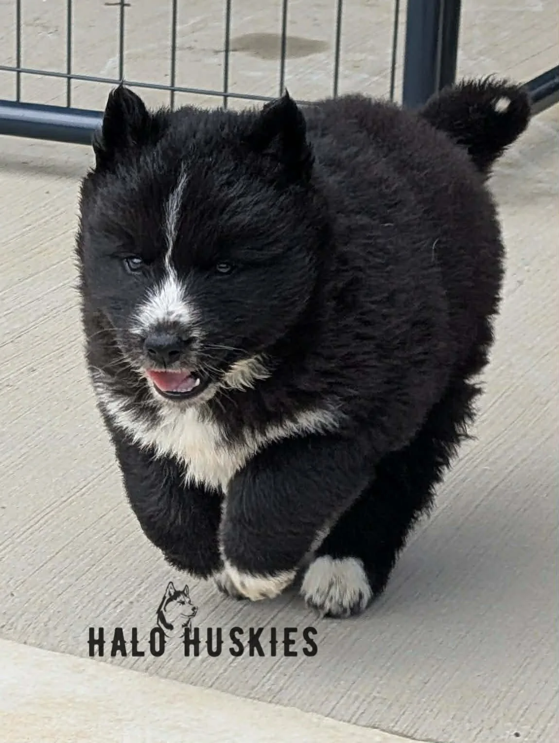 Available Now! Black/White Husky Puppy (Onyx’s Female #3)