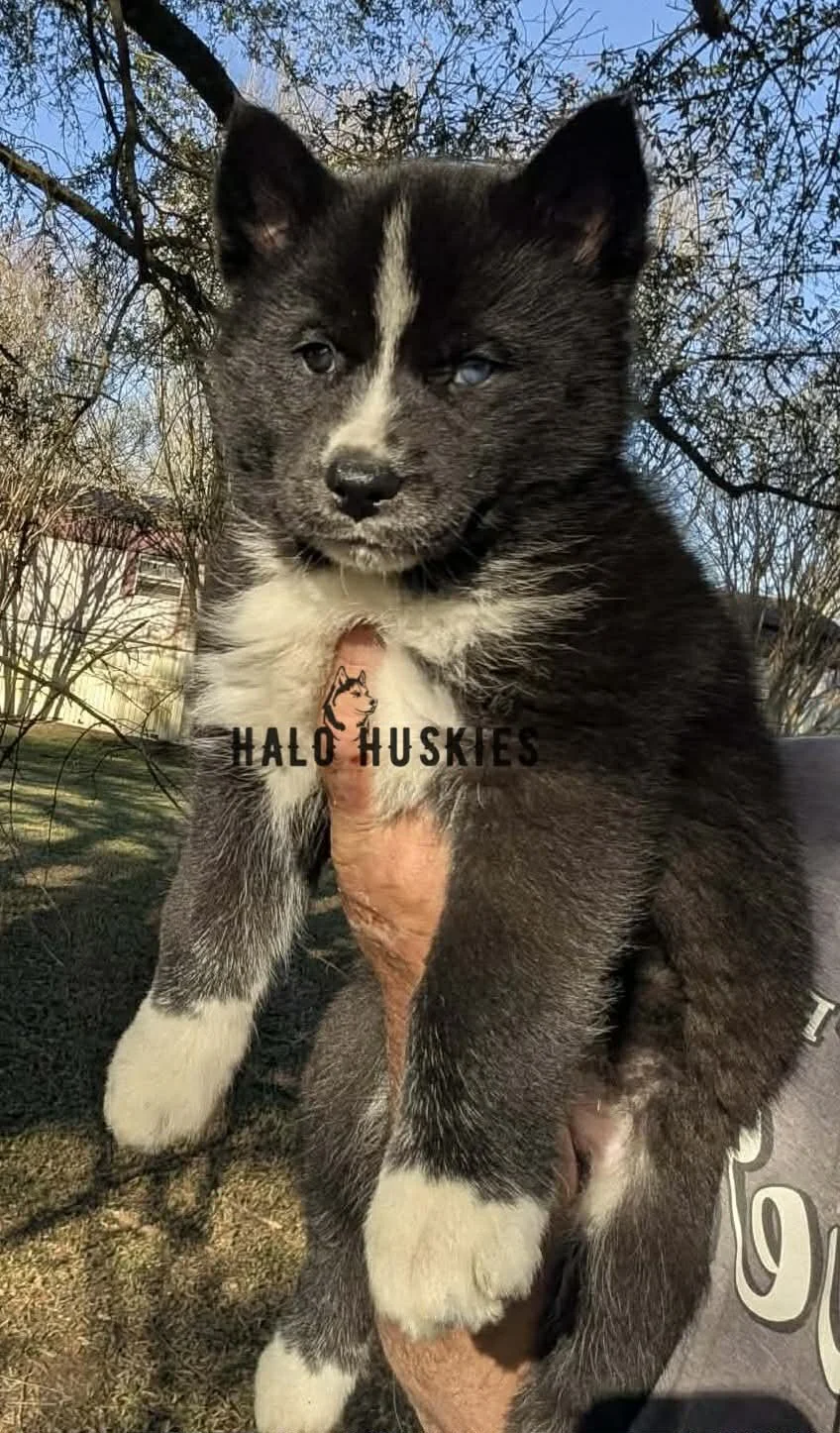 Onyx Whiskey F1 2.jpg