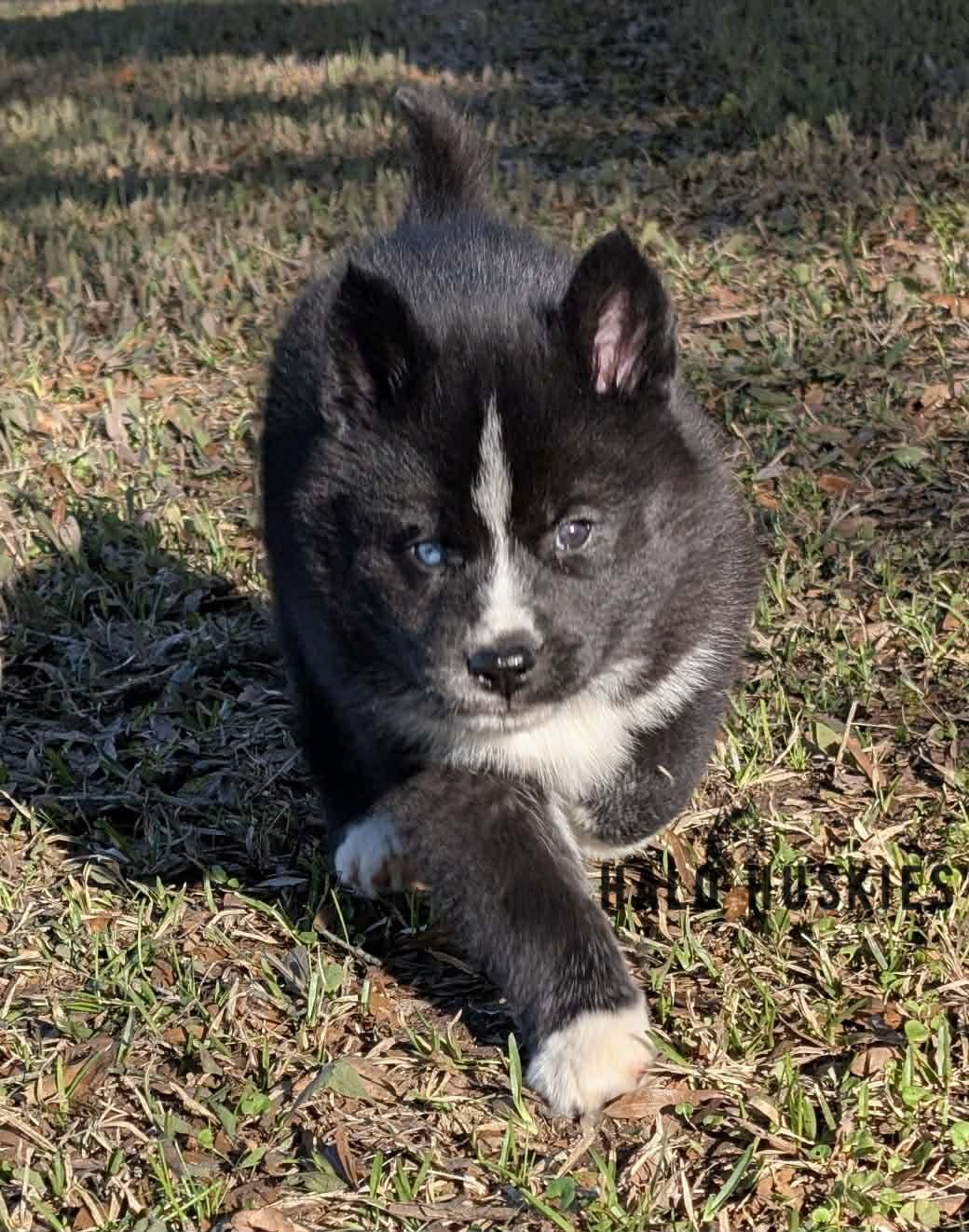 Onyx Whiskey F1 1.jpg