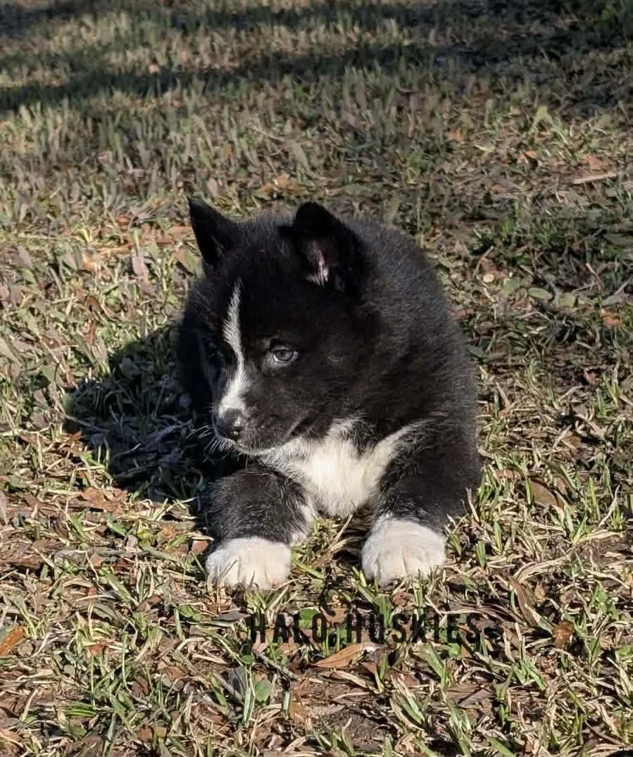 Onyx Whiskey F1 4.jpg