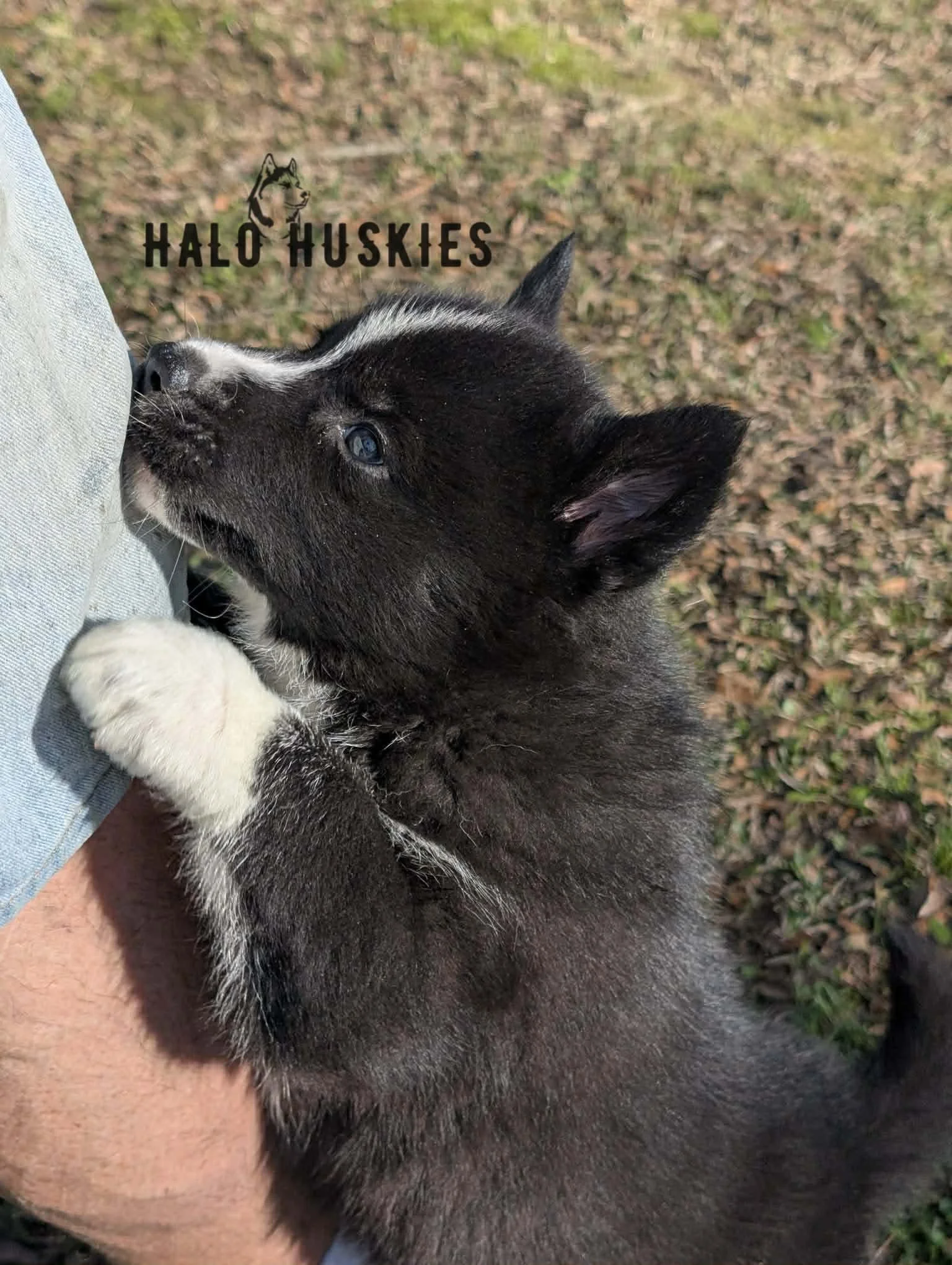 Onyx Whiskey F1 5.jpg