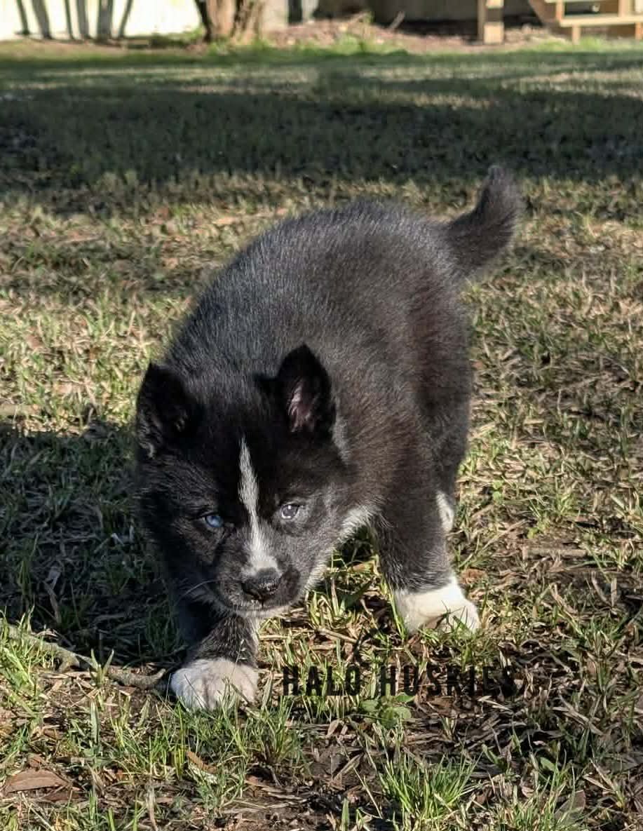 Onyx Whiskey F1 6.jpg