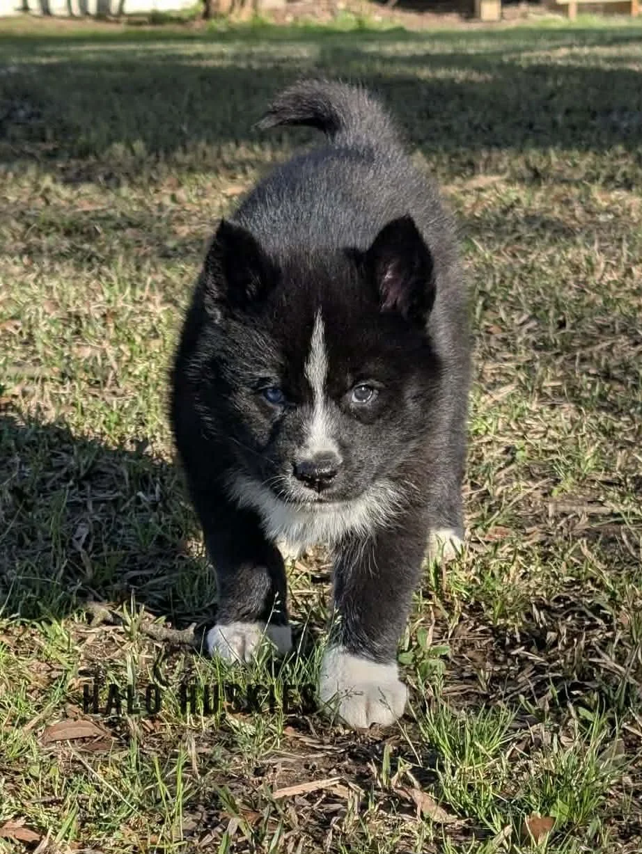 Onyx Whiskey F1 9.jpg