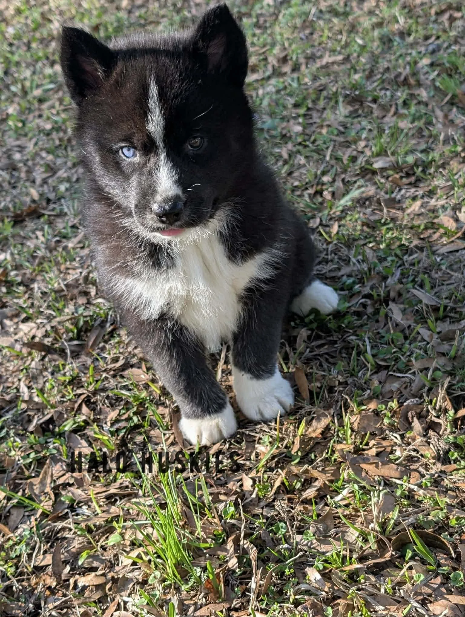 Onyx Whiskey F1 10.jpg