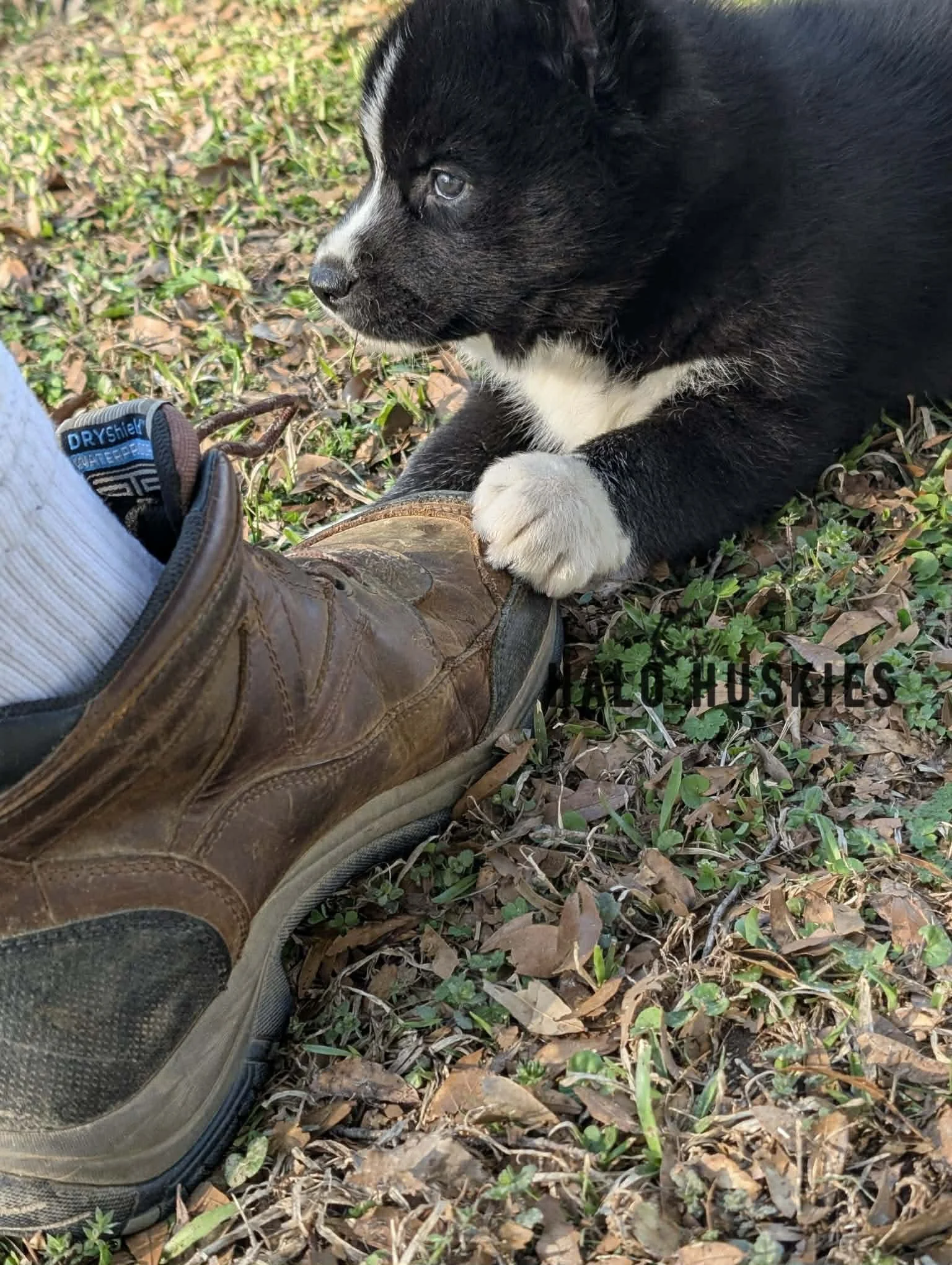 Onyx Whiskey F1 11.jpg