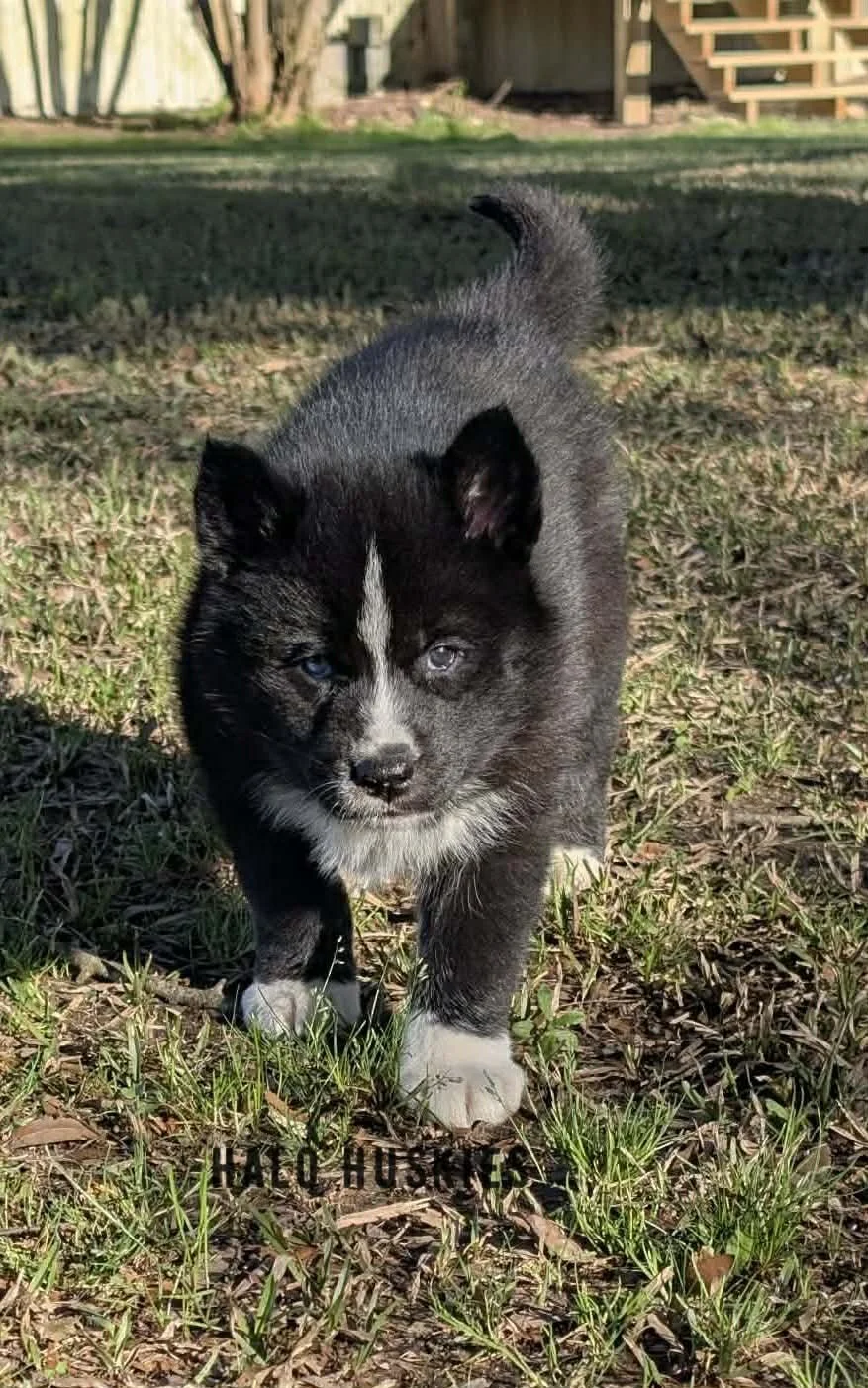 Onyx Whiskey F1 13.jpg