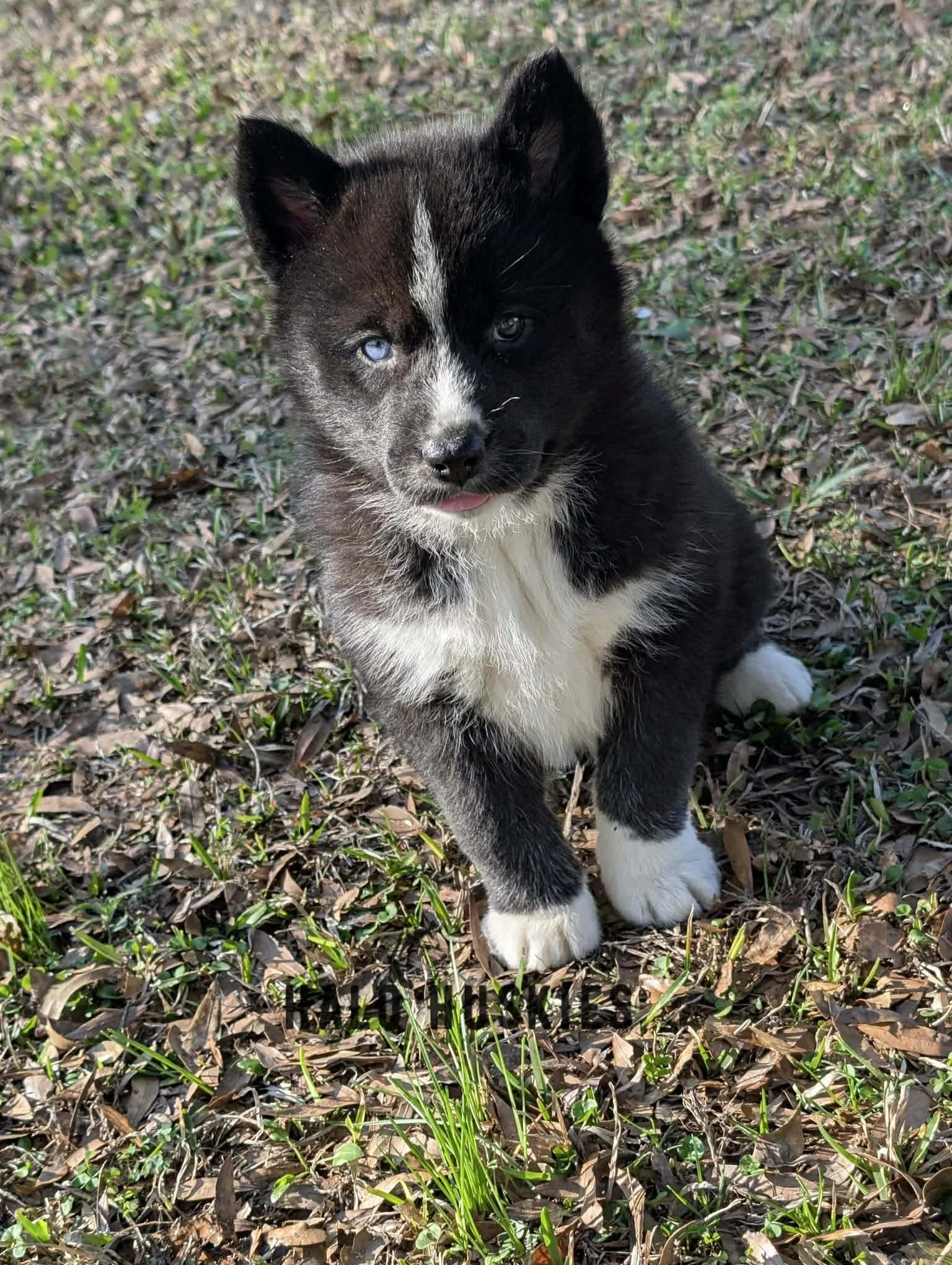 Available Now! Black/White Husky Puppy (Onyx’s Female #1) 