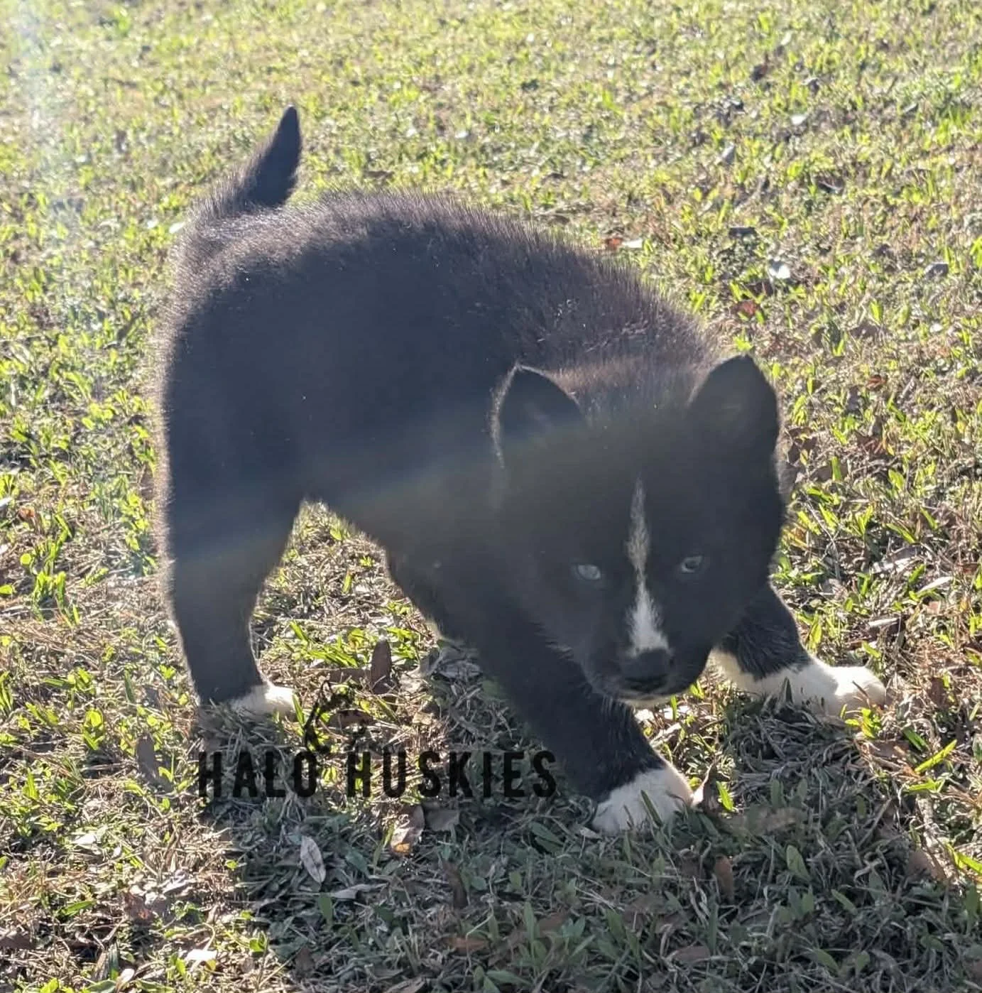 Onyx Whiskey F1 15.jpg