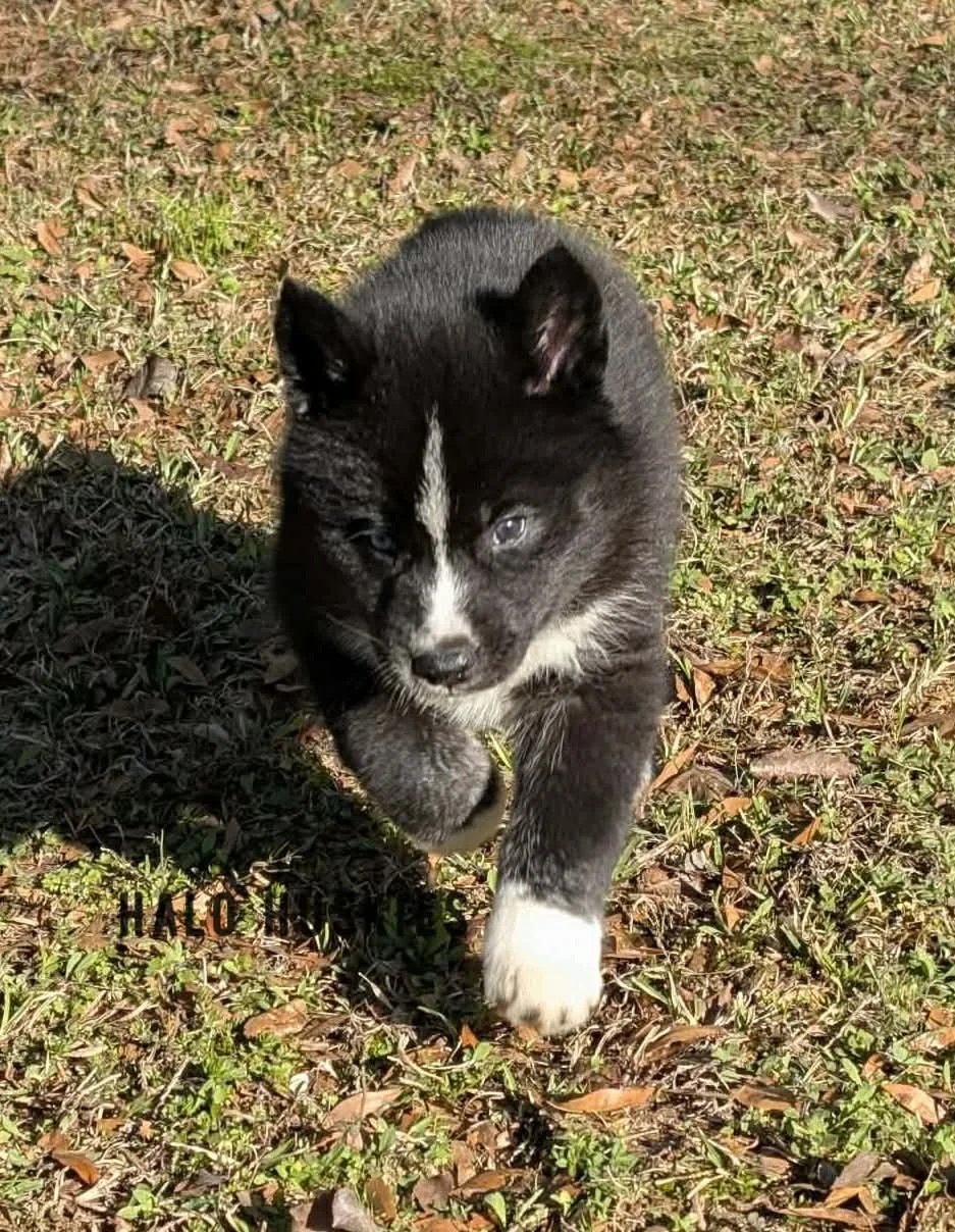 Onyx Whiskey F1 16.jpg