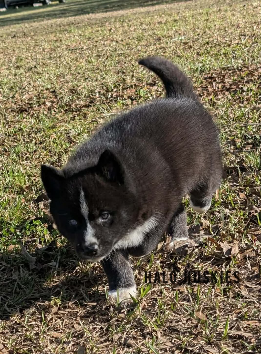 Onyx Whiskey F1 18.jpg