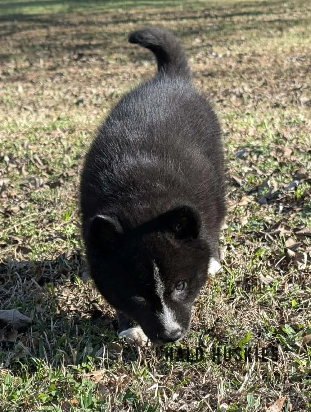 Onyx Whiskey F1 19.jpg