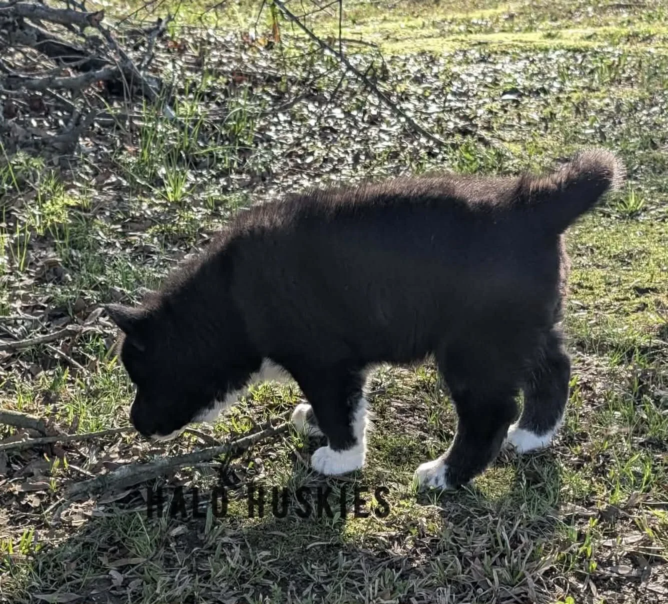 Onyx Whiskey F1 20.jpg