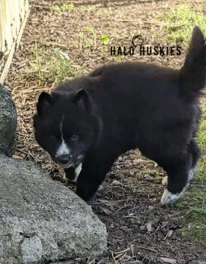 Onyx Whiskey F3 2.jpg