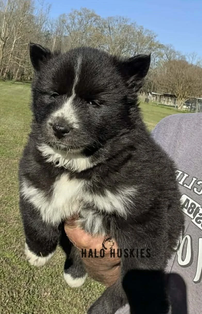 Onyx Whiskey F3 1.jpg