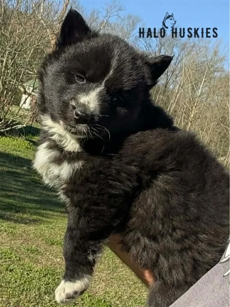 Onyx Whiskey F3 4.jpg