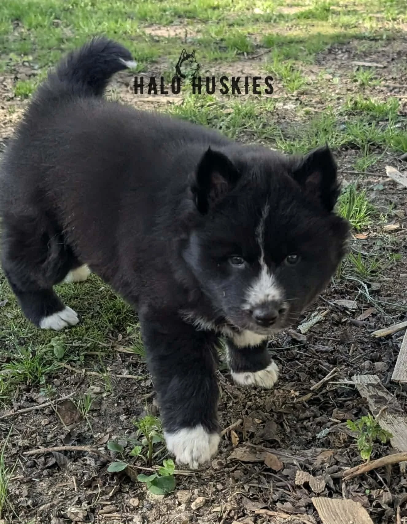 Onyx Whiskey F3 5.jpg