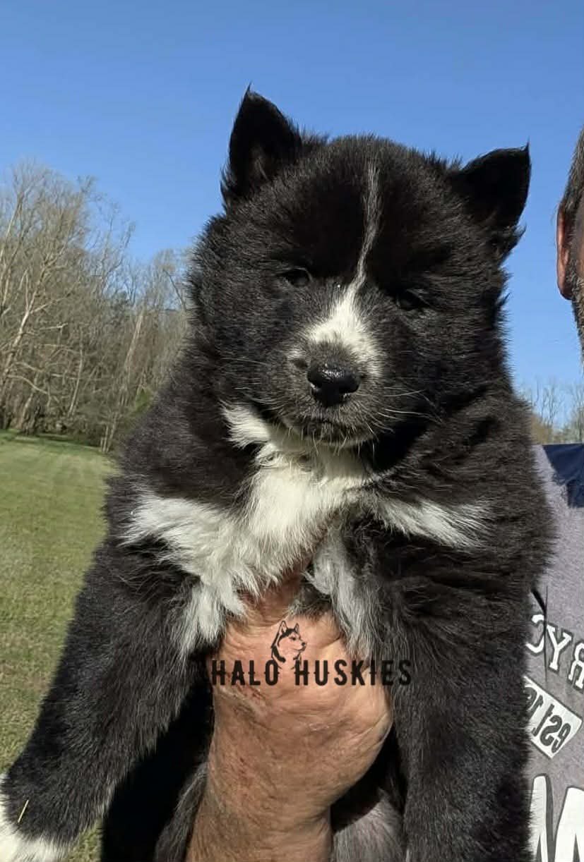 Onyx Whiskey F3 7.jpg