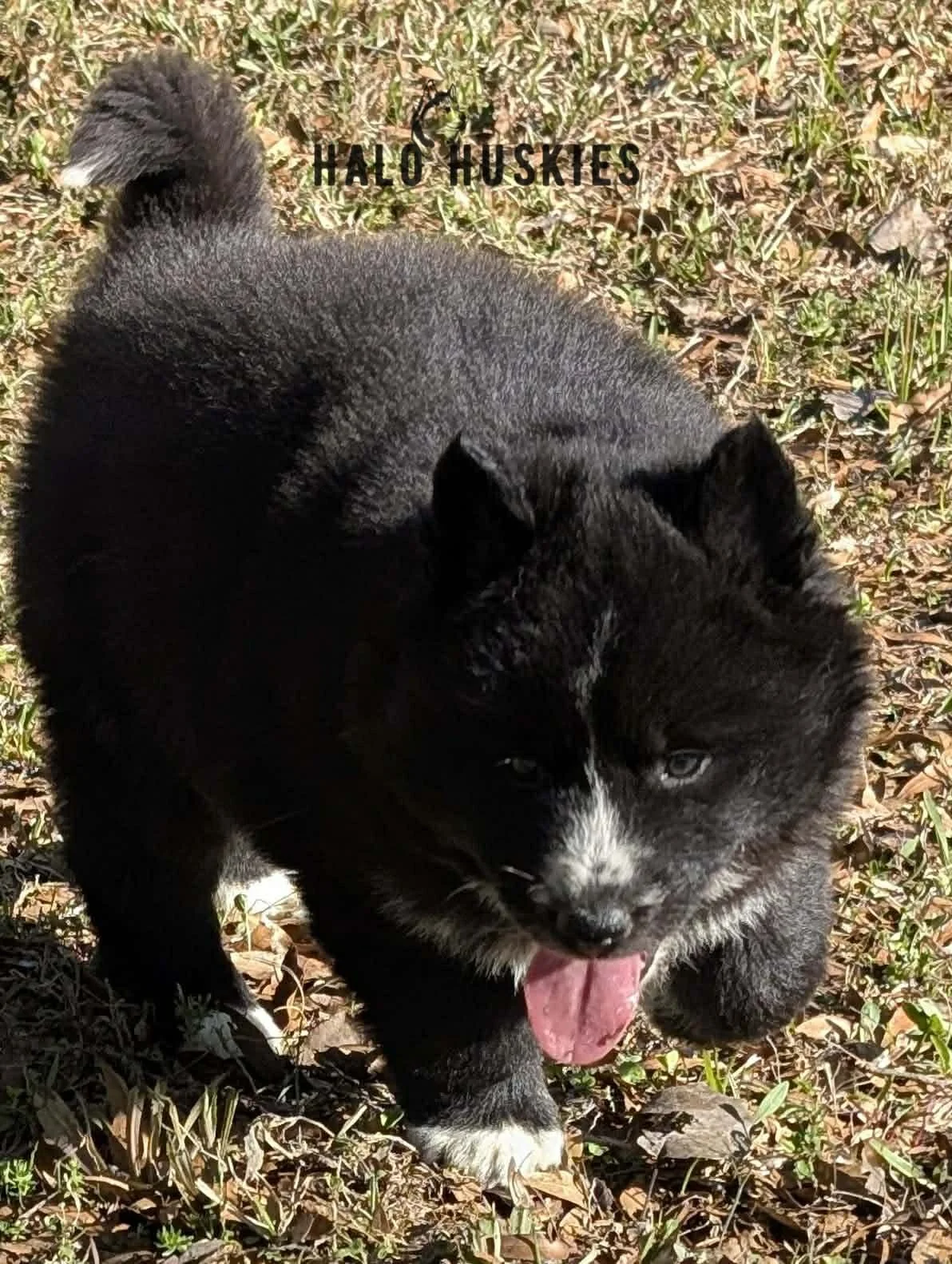 Onyx Whiskey F3 8.jpg